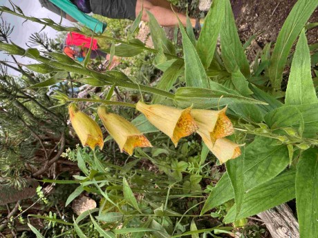 IMG_1272_Náprstník veľkokvetý_Digitalis grandiflora