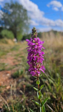 33_Vrbica prutnatá, Vithrum virgatum