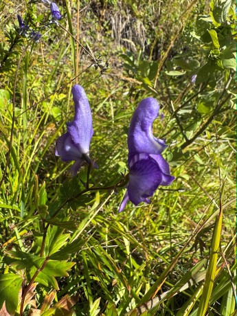 0010_Prilbica pestrá_Aconitum variegatum