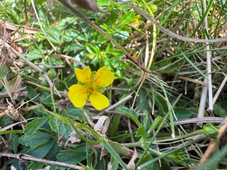 016_Nátržník vzpriamený_Potentilla erecta