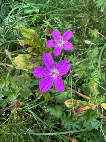 020_Pakos močiarny_Geranium palustre