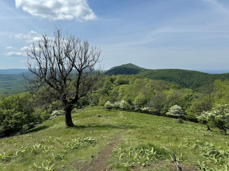 014_strom na Klokoči s Vápennou