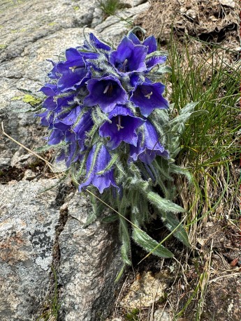 23_010_Zvoncek_alpinsky pod Priečnym sedlom