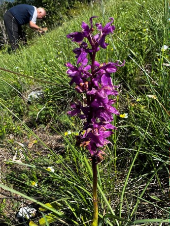 007_Vstavač_mužský_Orchis_mascula s Rudom