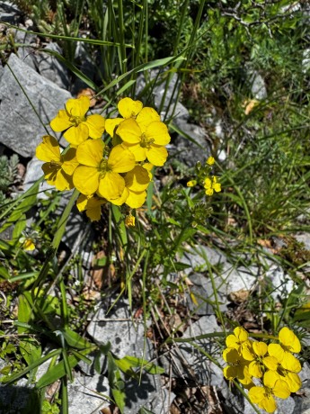 010_Horčičnik voňavý_Erisynum_odoratum