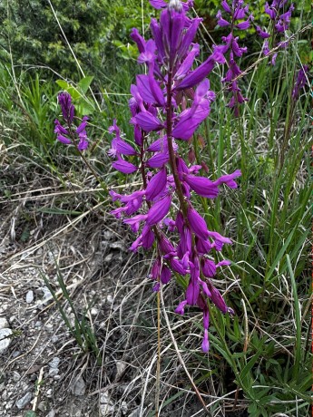 002_Horčinka väčšia_Polygala major