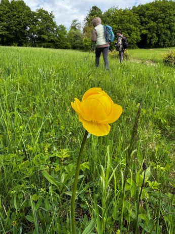 006_Žltohlav európský_Trollius europeus