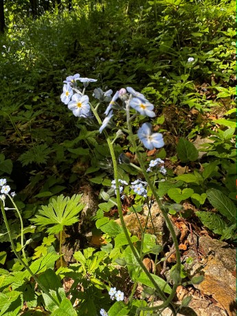 009_Nezábudka lesná_Myosotis sylvatica