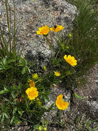 013_Nátržník žltý_potentilla aurea