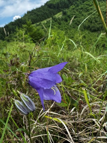 014_naklonený Zvonček_Campanula