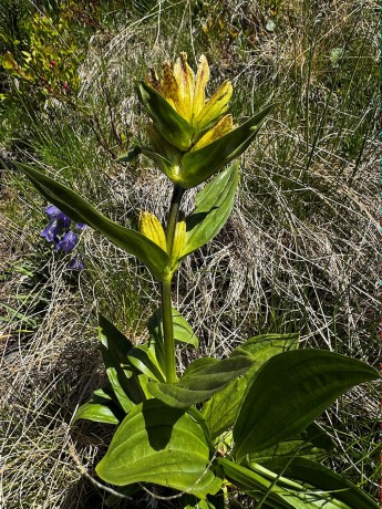 01_006_Horec bodkovaný_Gentiana punctata