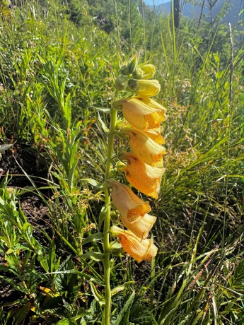 03_003_Náprstník veľkokvetý_Digitalis grandiflora