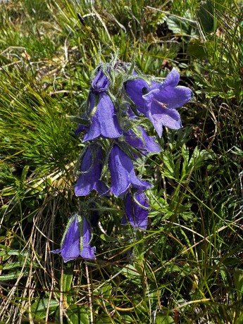 03_007_Zvonček alpínsky_Capanula alpina