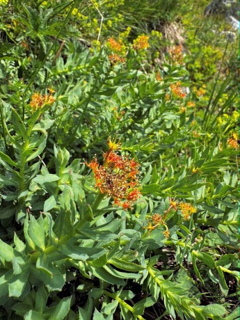03_014_Rozchodnica ružová_Rhodiola rosea