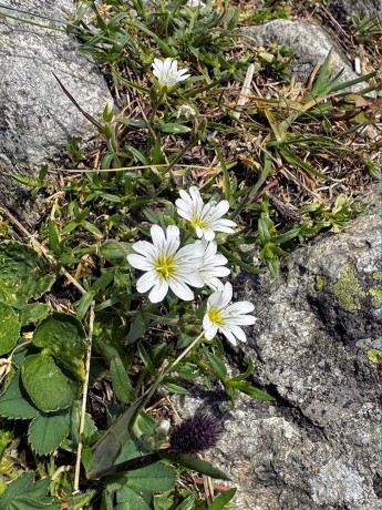 03_015_Rožec alpínsky_Cerastium alpinum