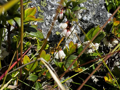 02_004_rozkvitnutá Brusnica obyčajná_Vaccinium vitis