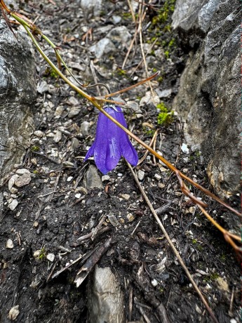 019_okrem húb kvitnú aj zvončeky