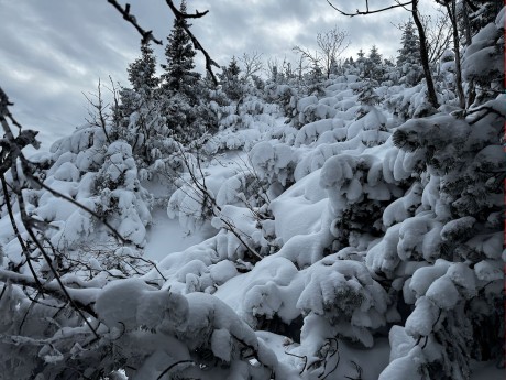 012_snehu je síce málo ale stromy sú celkom slušne zapadané