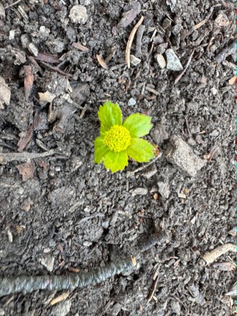 007_objavila sa aj Čemerica