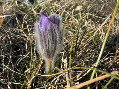 010_Chlpáč na Kopeckom Vápči