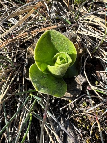 011_Prvosienka Holá zatiaľ nekvitne