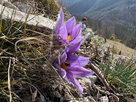 013_Poniklece s hlavou