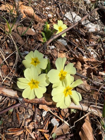 017_prvosienka obyčajná rástla hojne