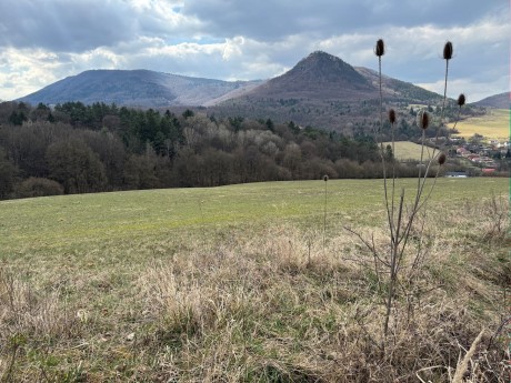 009_Hoľazne_Vlčinec_bodliak_Iliavka