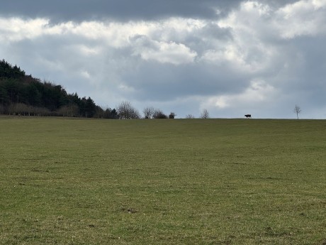 010_krava na horizonte