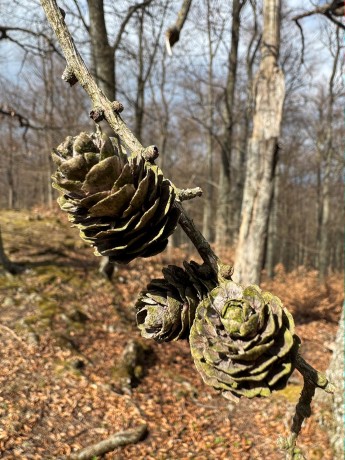 014_šišky na Starom háji