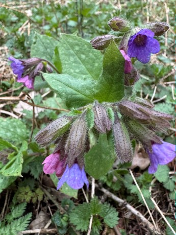 007_z kveteny Pľúcnik