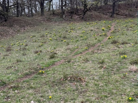 026_takto vyzerá hromadný výskyt