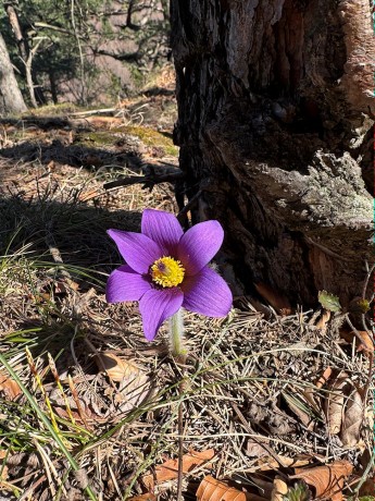 012_Poniklec kúsok nad sedlom