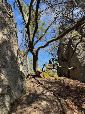 020_stromy a skaly_1