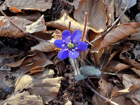 027_Pečeňovník trojlaločný