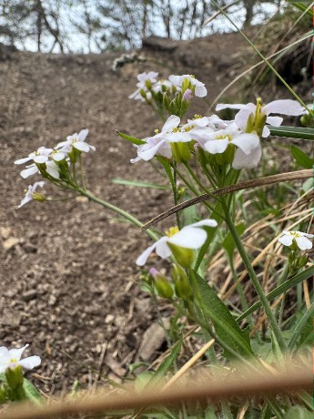 023_Žerušník piesočný_Arabidopsis arenosa pri chodníku do Trenčína