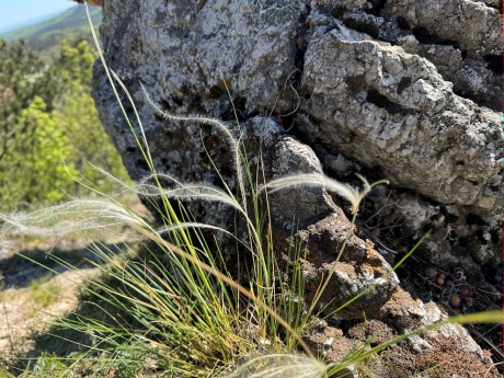 005_Kavyľ drsnosteblový_Stipa pennata_pri kameni
