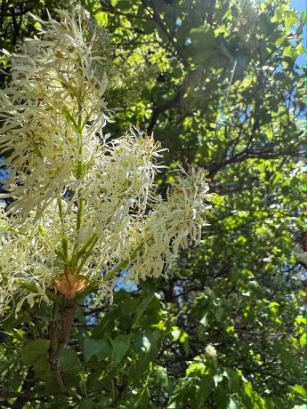 009_Jaseň mannový_Fraxinus ornus