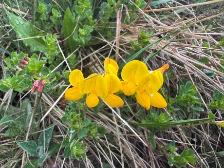 021_Ľadovec rožkatý_Lotus corniculatus