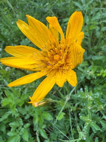 008_z kveteny_ Kamzičník Rakúsky_Doronicum austriacum