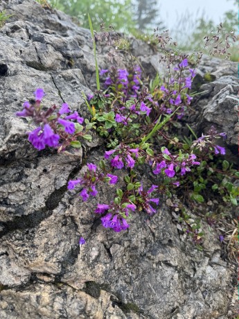 011_Kvetena na vrchole_Dušovka alpínska_Clinopodium alpinum