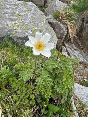 050_Poniklec alpský_Pulsatilla alpina_13_07