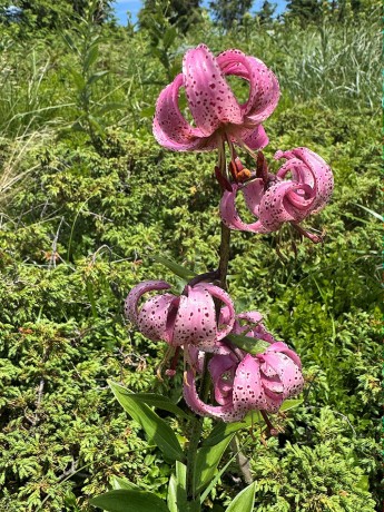 023_IMG_1008_Ľalia zlatohlavá_Lillium martagon