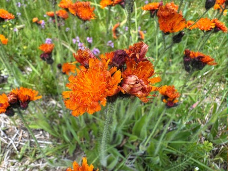 029_IMG_1016_Chlpáčik oranžový_Pilosella aurantiaca