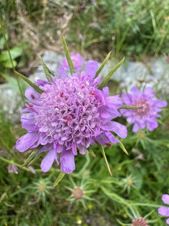 030_IMG_1032_Hlaváč fialový_Scabiosa columbaria