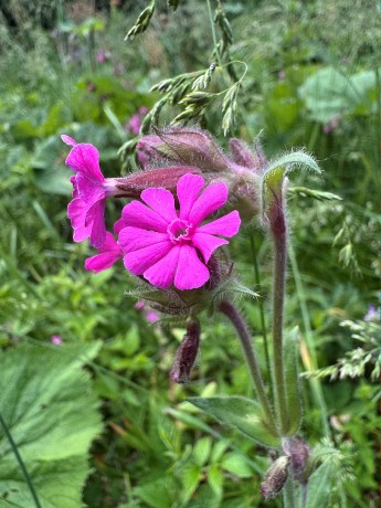 031_IMG_1037_Silenka červená_Silene dioica