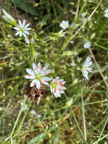 058_IMG_1086_Hviezdica trávovitá_Stellaria graminea