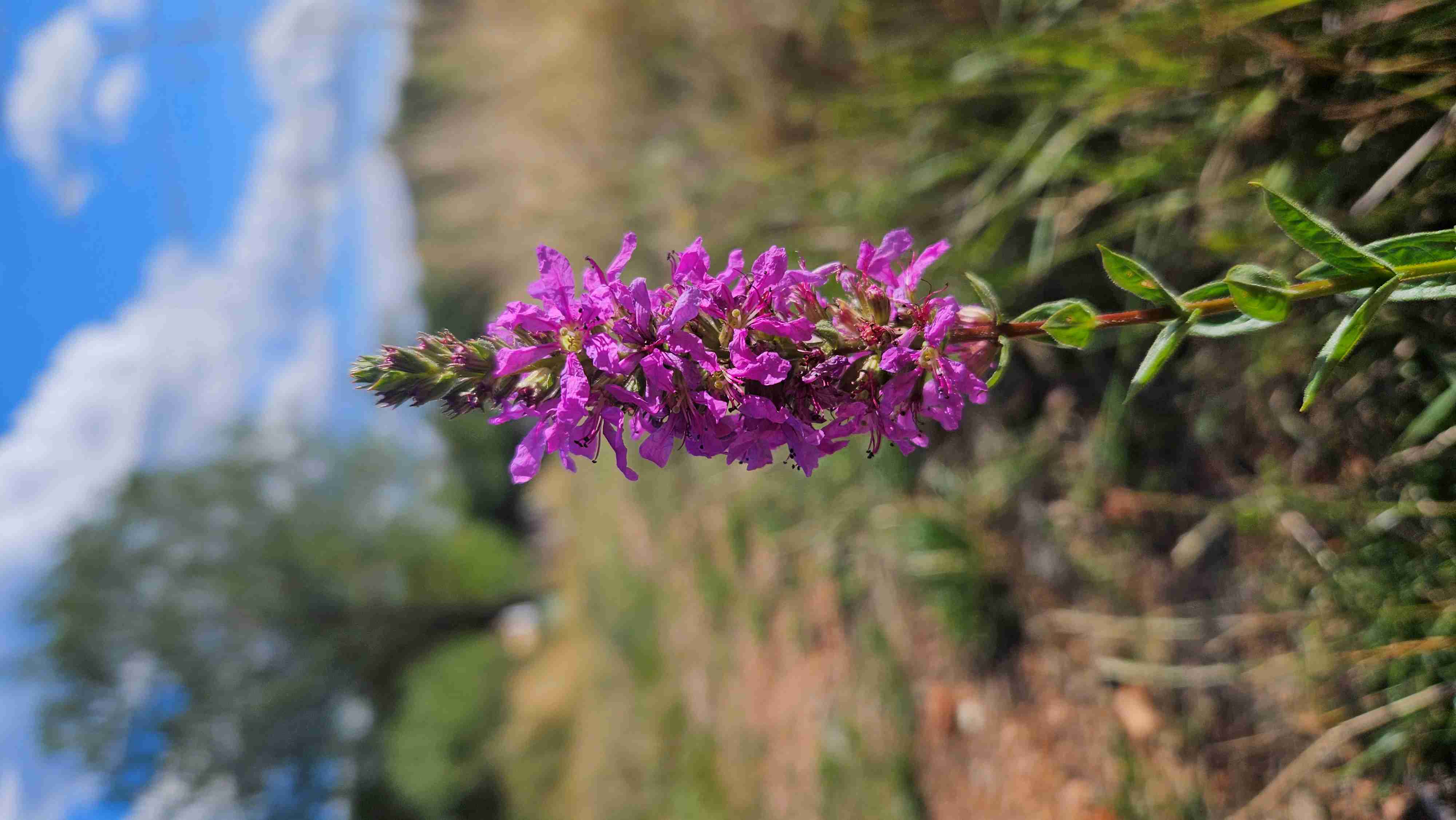 33_Vrbica prutnatá, Vithrum virgatum