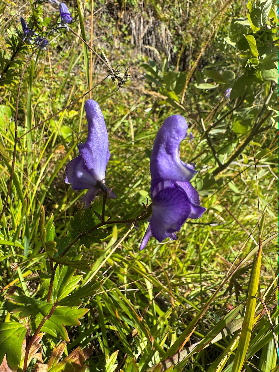 0010_Prilbica pestrá_Aconitum variegatum
