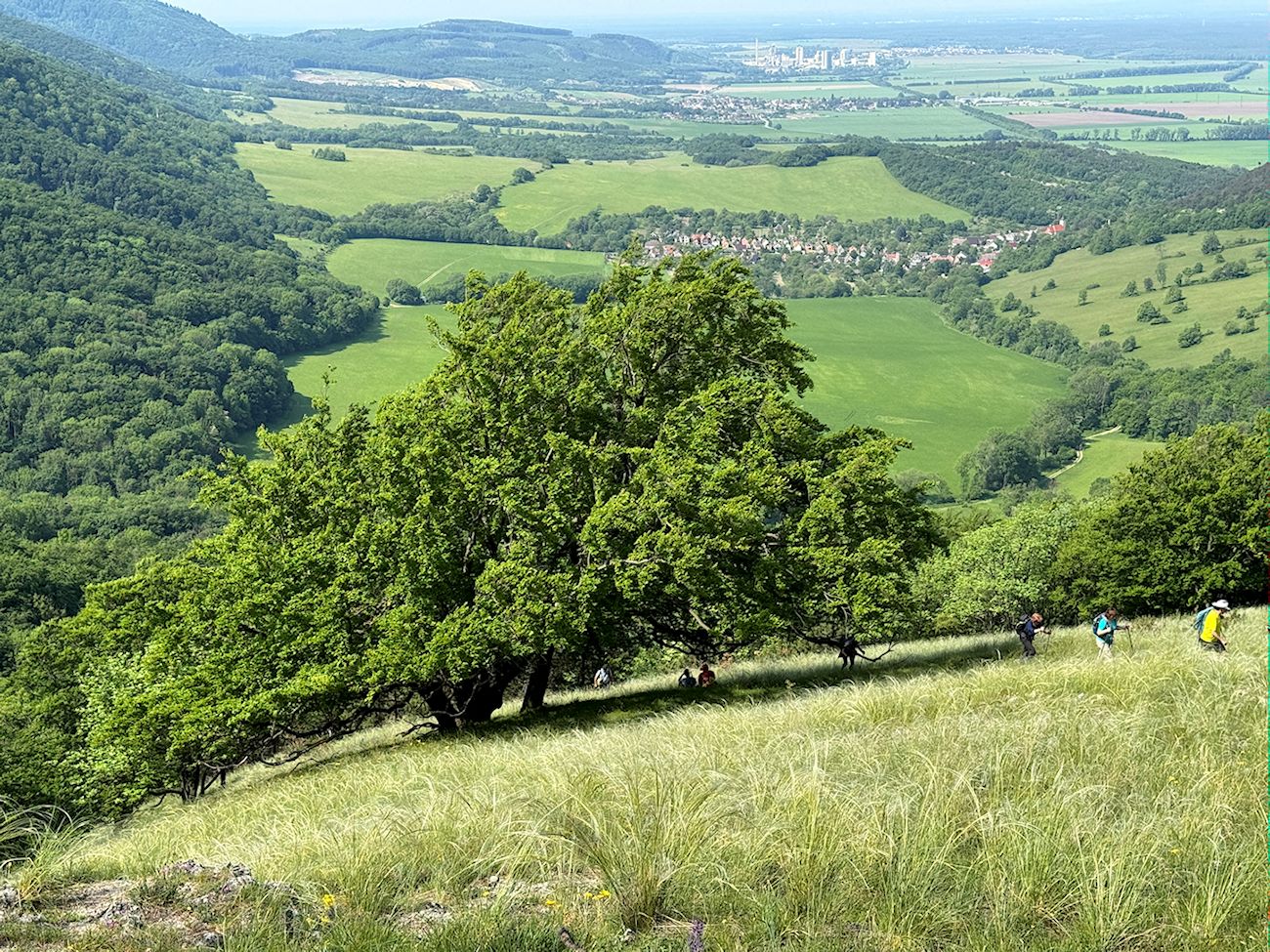 010_košatý strom na Báborskej